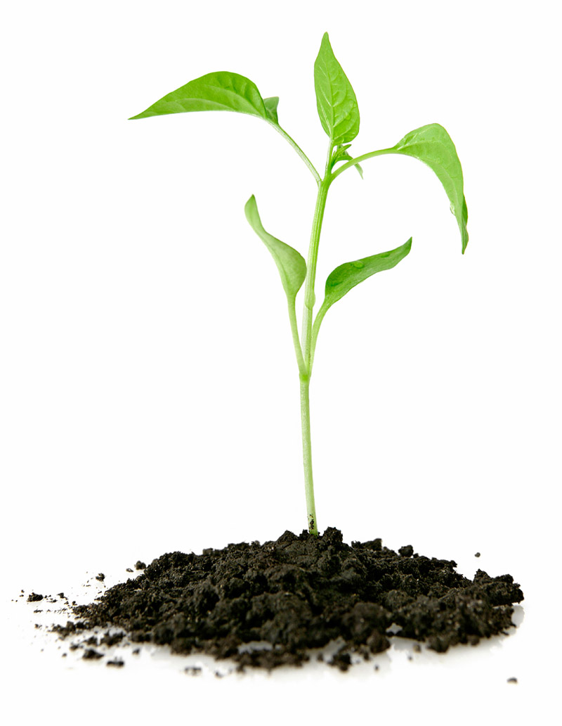 gron-planta-som-vaxer gron-planta-som-vaxer